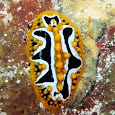 Opisthobranchs & Nudibranchs of the World