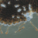 Moth larvae