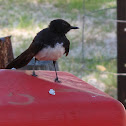 Willie Wagtail