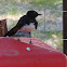 Willie Wagtail