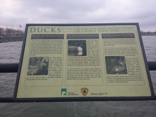 Ducks Of New York/New Jersey State Harbor