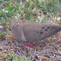 Mourning Dove