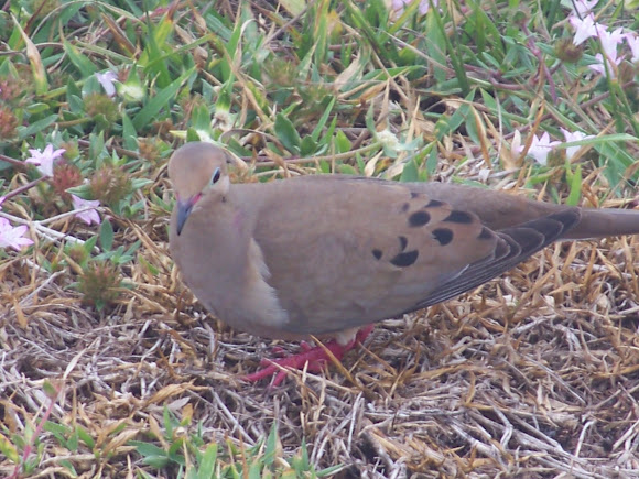 Spotting Image 1