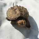 Common Snapping Turtle