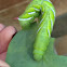 Tobacco Horn Worm