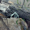 Liquen / Lichen