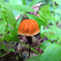 Marasmius siccus