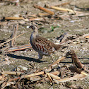 Grey Partridge - Koroptev polní