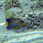 Royal Angelfish