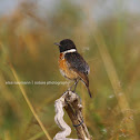 European Stonechat (?)