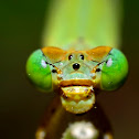 Damselfly