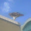 Unnamed spotting