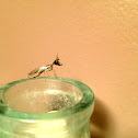 Mantidfly