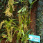 Orquidea