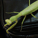 Sphodromantis lineola