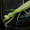 Sphodromantis lineola