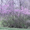 Eastern Red Bud