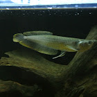 Arowana