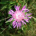 Canada Thistle