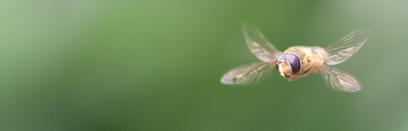 Spotting Image 1