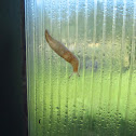 slug