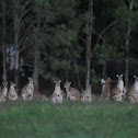 Agile Wallaby