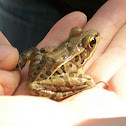 Southern Leopard Frog