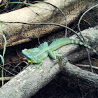 Plumed Basilisk