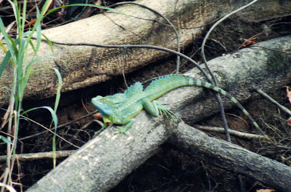 Spotting Image 1