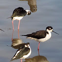 Black-necked Stilt