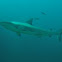 Black tipped reef shark