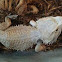 Bearded Dragon Lizard