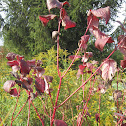 Red-Twig Dogwood