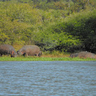 Hippopotamus