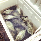 Black Crappie