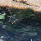 Red damselfly