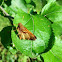 Woodland skipper