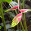 Heliconia