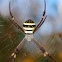 Saint Andrews Cross Spider
