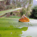 Polilla