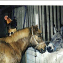 mixed breed horse