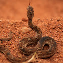 Saw scaled viper
