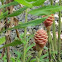 Ginger plant