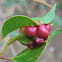 Eucalyptus leaf galls