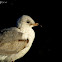 Ring-billed Gull