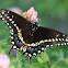 Black Swallowtail