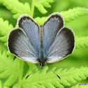 Dark Grass Blue