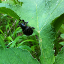 Snout beetle