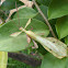 Leaf insect