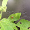 Ladybug